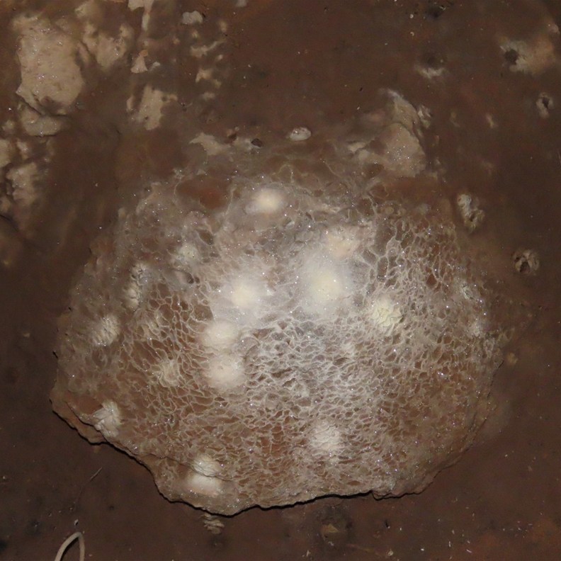 Cutta Cutta Cave 5