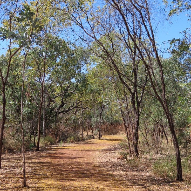 Wattle Carpeted Path