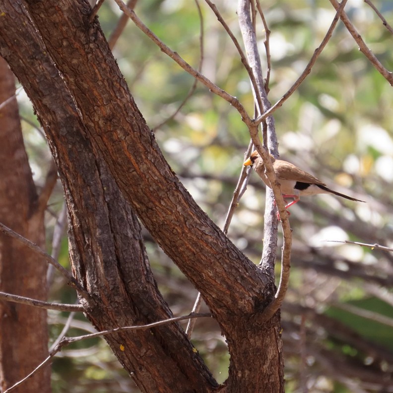 Masked Finch