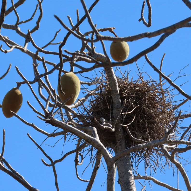 Boab Tree Fruit & Nest
