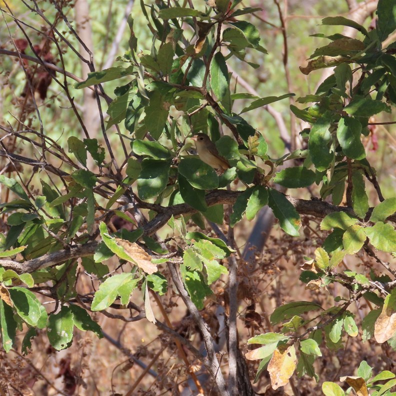 Grey Whistler