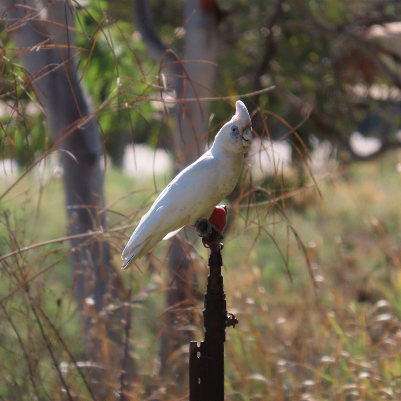Little Corella