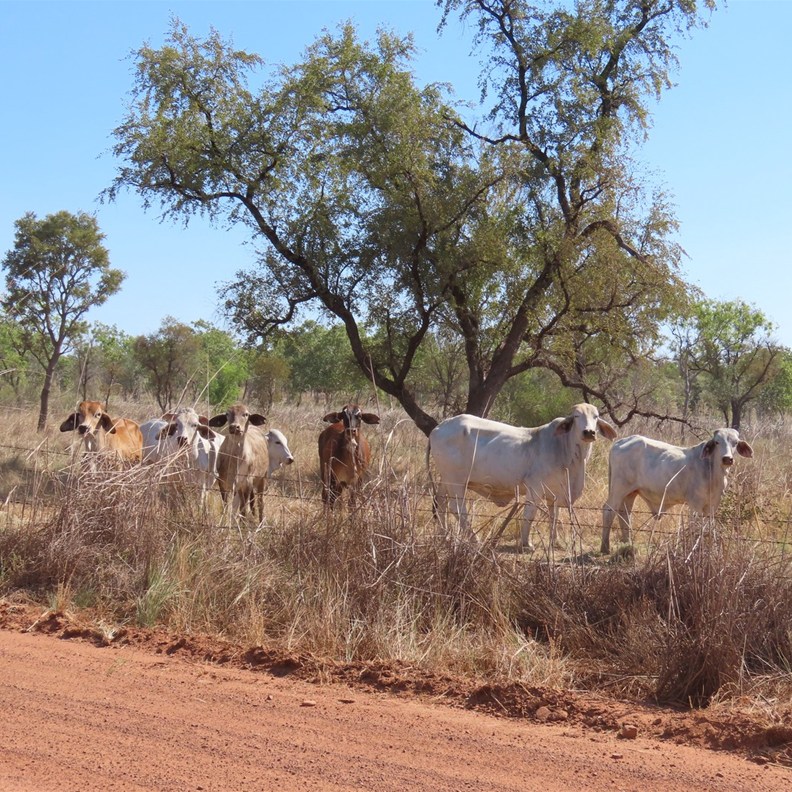Brahman Cattle