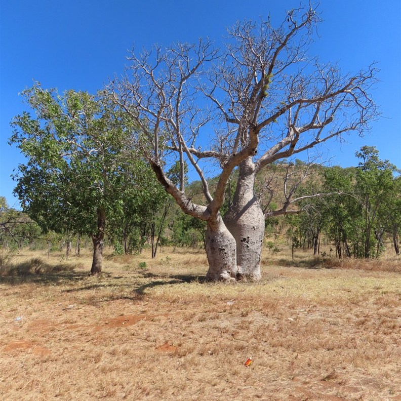 Boab Trees