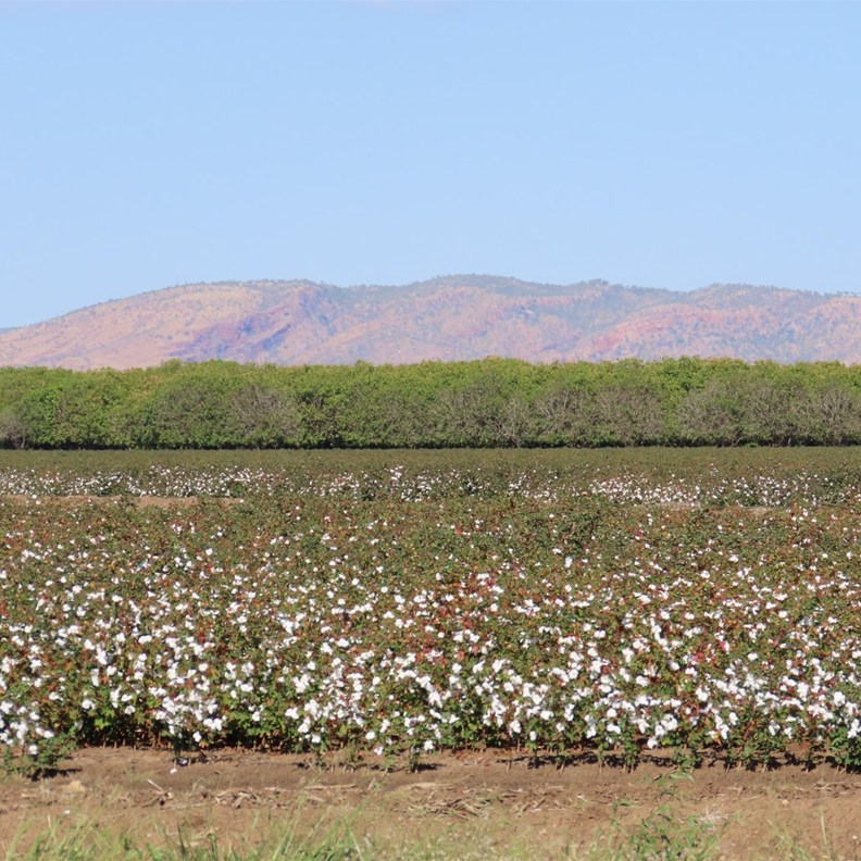Cotton Field irrigated from Lake Argyle 