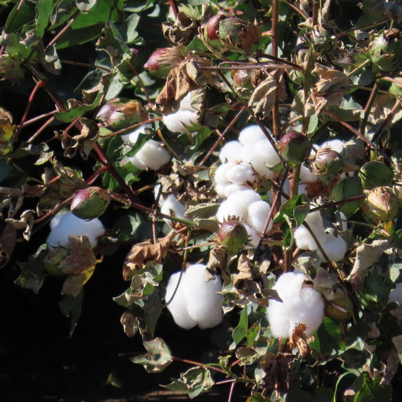 Cotton