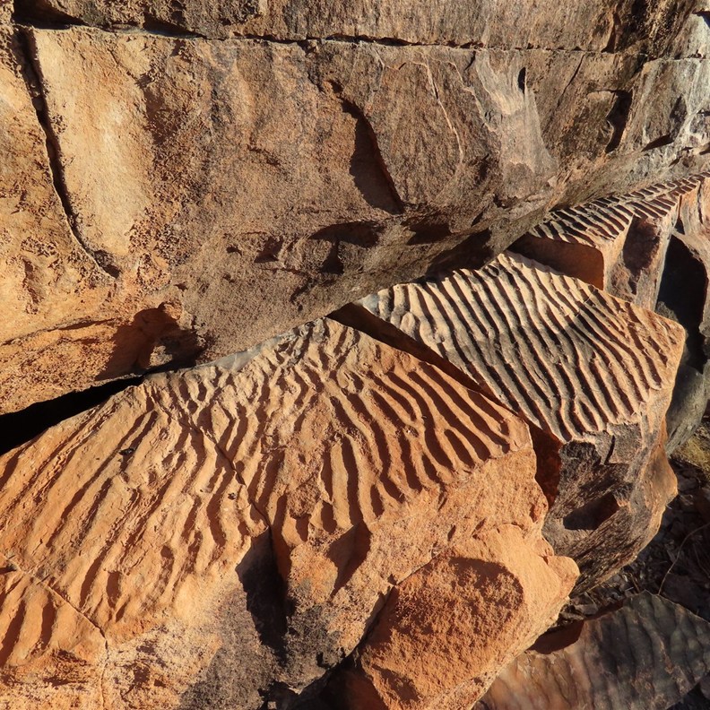 fossilized ripple marks