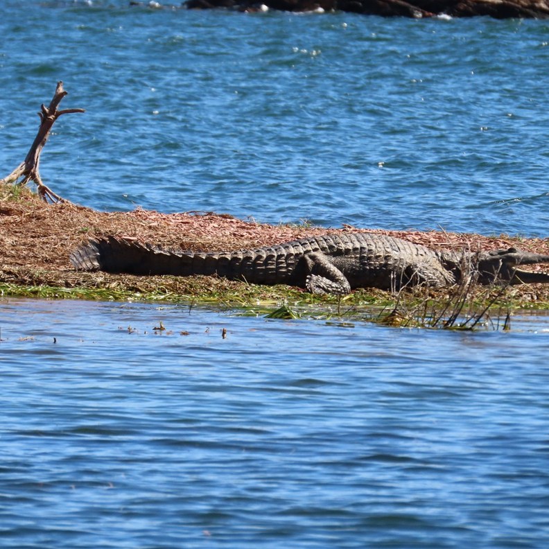 Crocodile