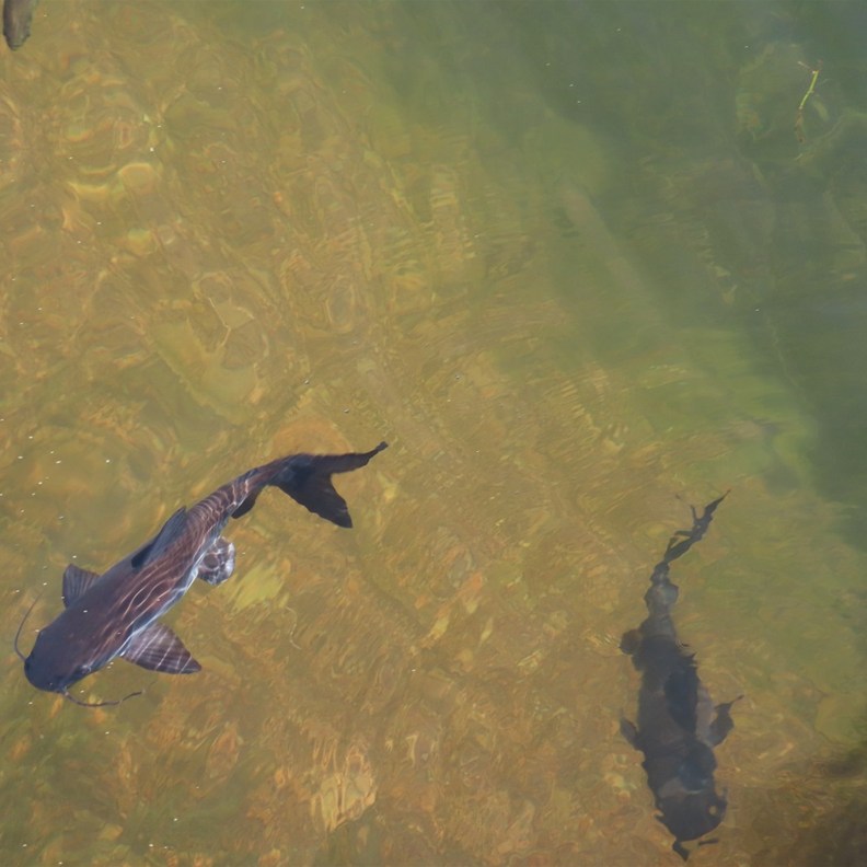 Catfish
