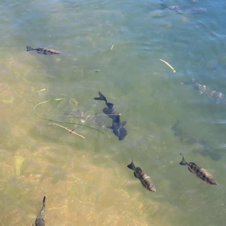 The Archerfish were spitting at us whilst we watched them