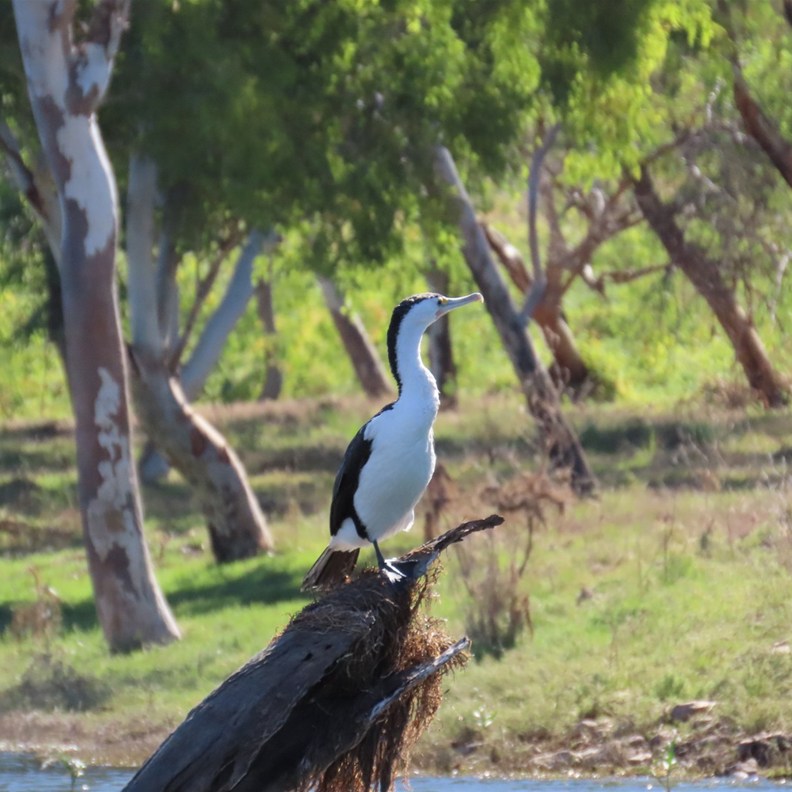 Little Pied Cormorant
