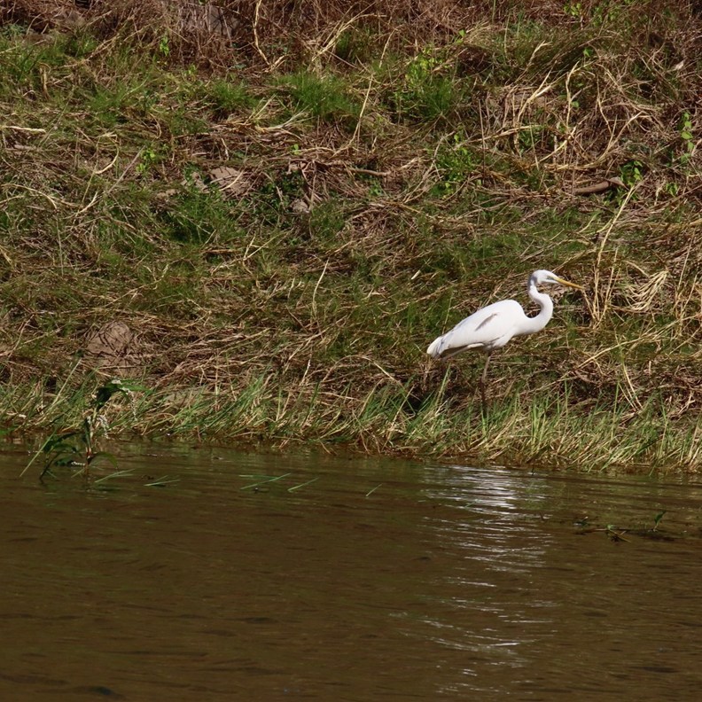 Great Egret