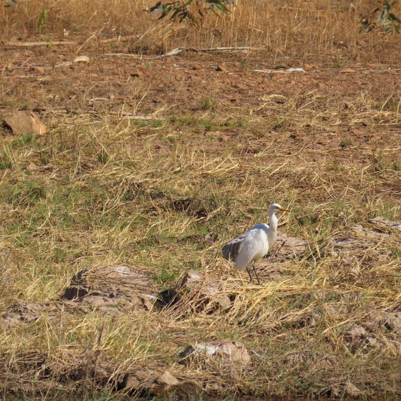 Plumed Egret