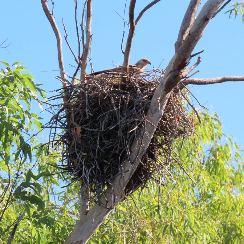 Whistling Kite