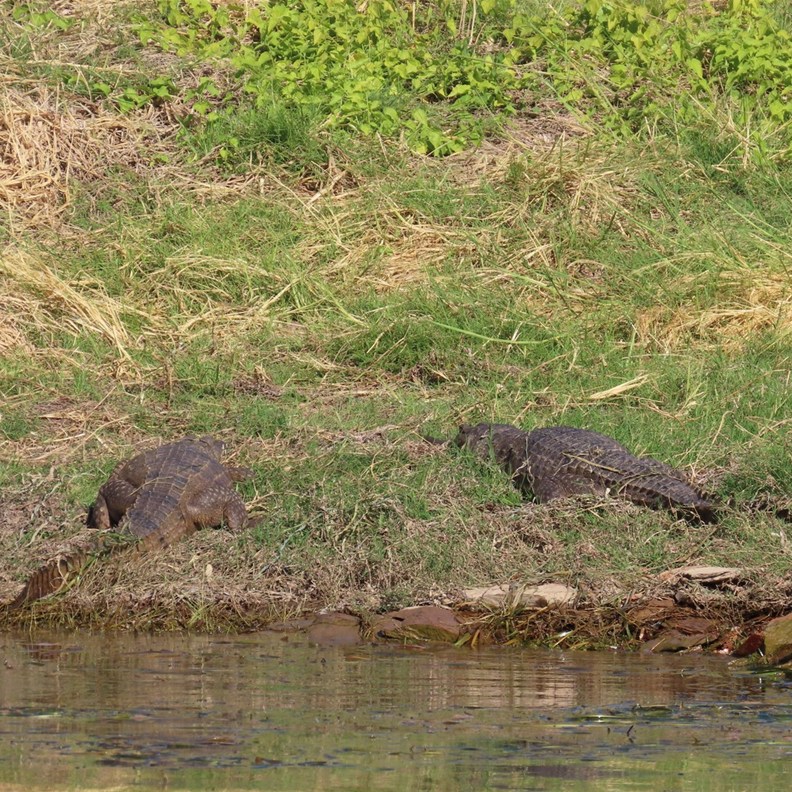 Crocodiles