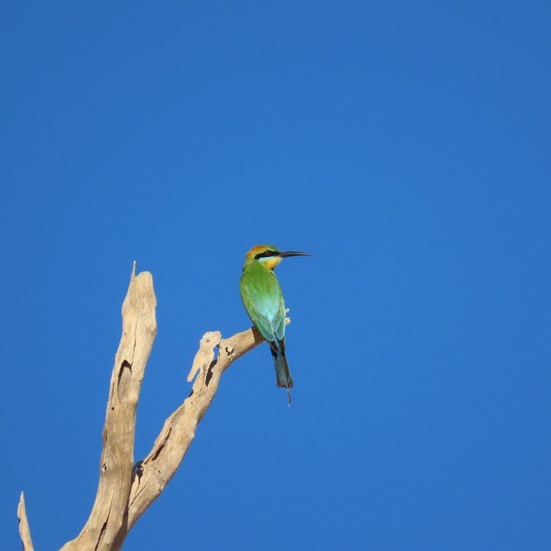 Rainbow Bee-eater