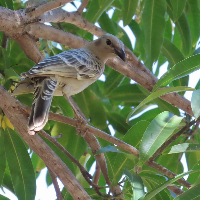 Great Bowerbird