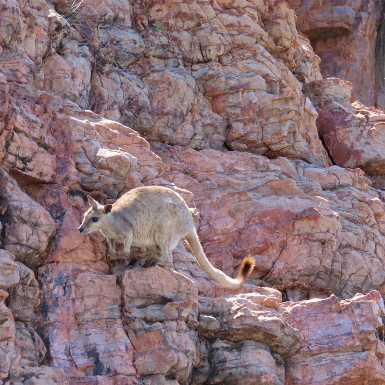 Short-eared Rock-wallaby