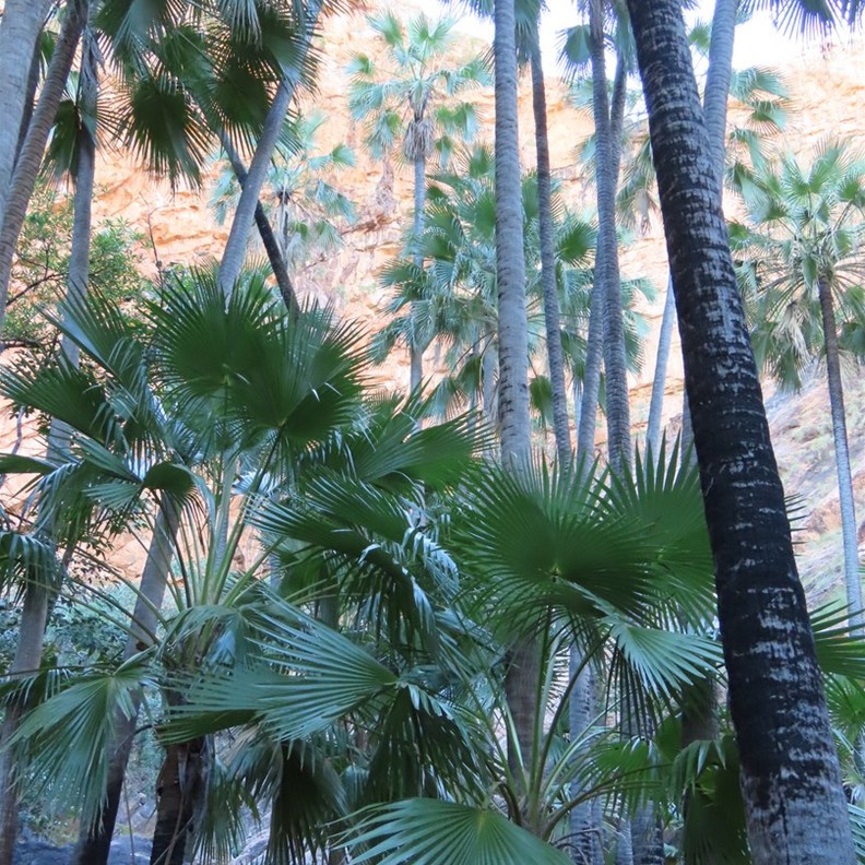 Looking up from Zebedee Springs