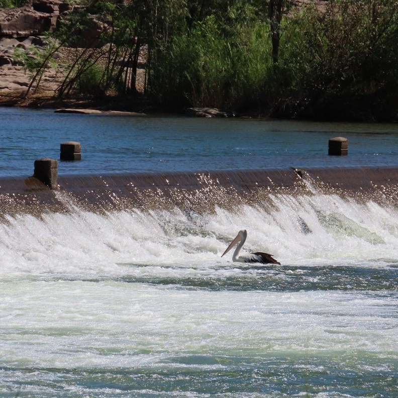 Pelican waiting for a fish