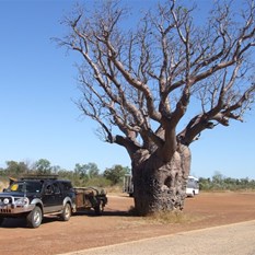 Roadside Boab near Derby