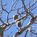 Boab fruit