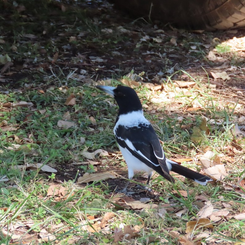 A Pied Butcherbird joined us for lunch