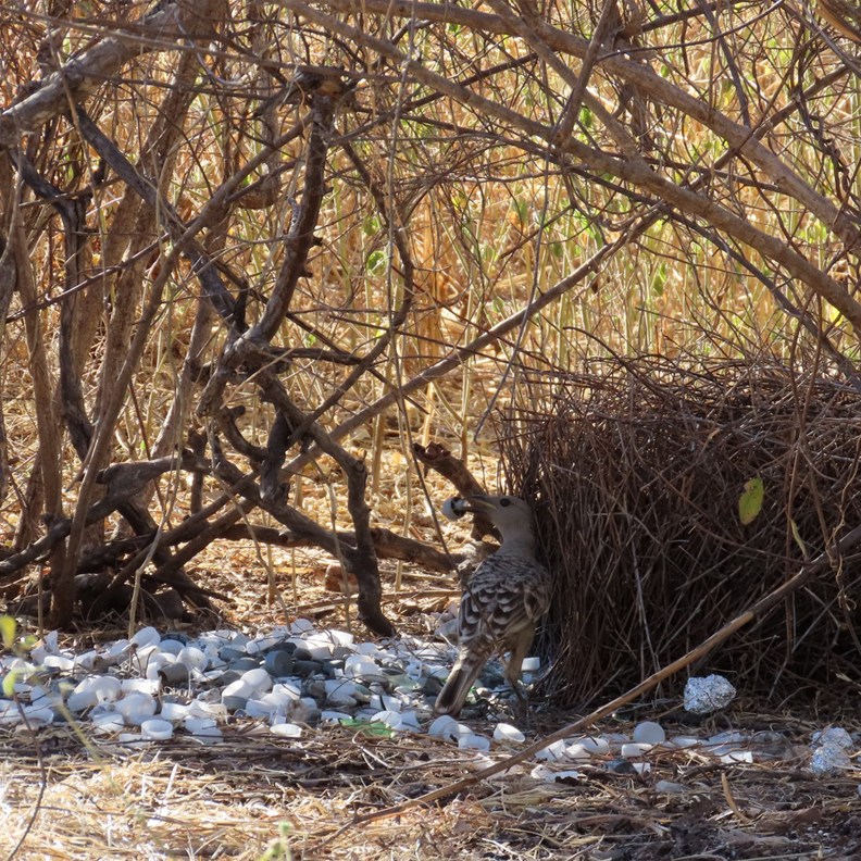Bowerbird