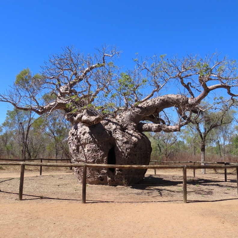 Boab Prison Tree