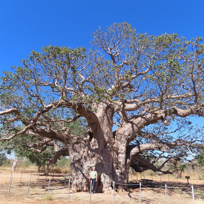 I look very small against this massive tree