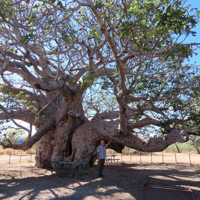 Boab Tree