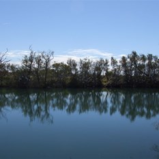 Dalhousie Springs and roosting corellas.