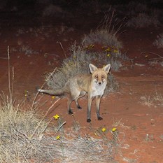 BBQ cleaner arriving for duty - French Line