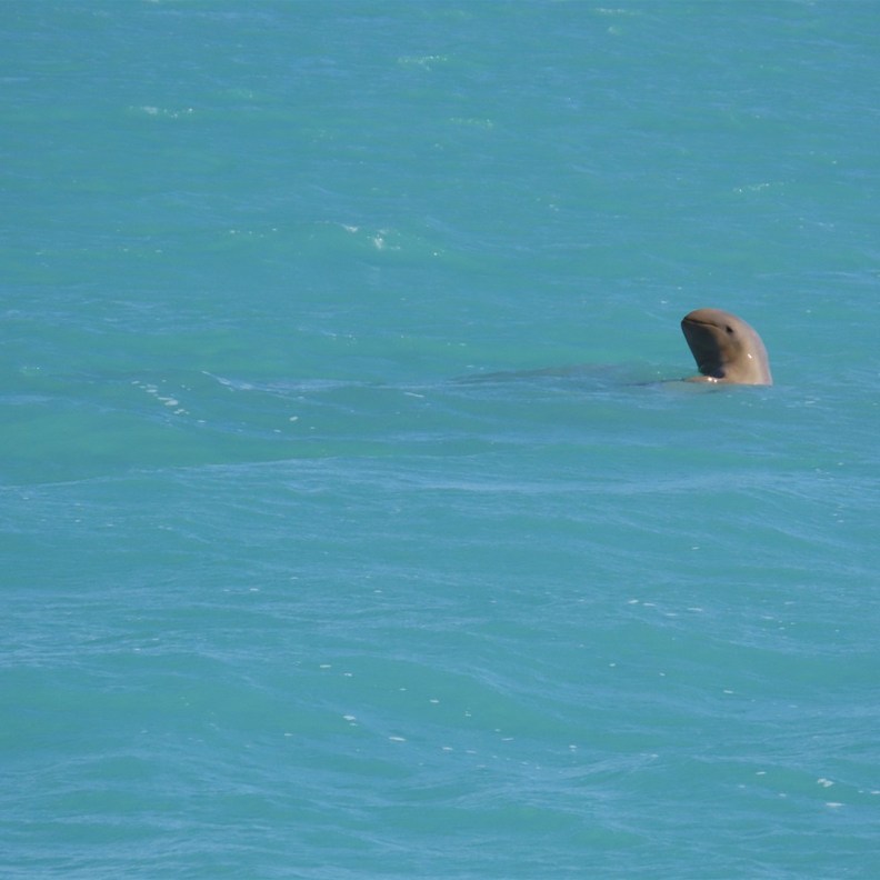 Snubnose Dolphins 4