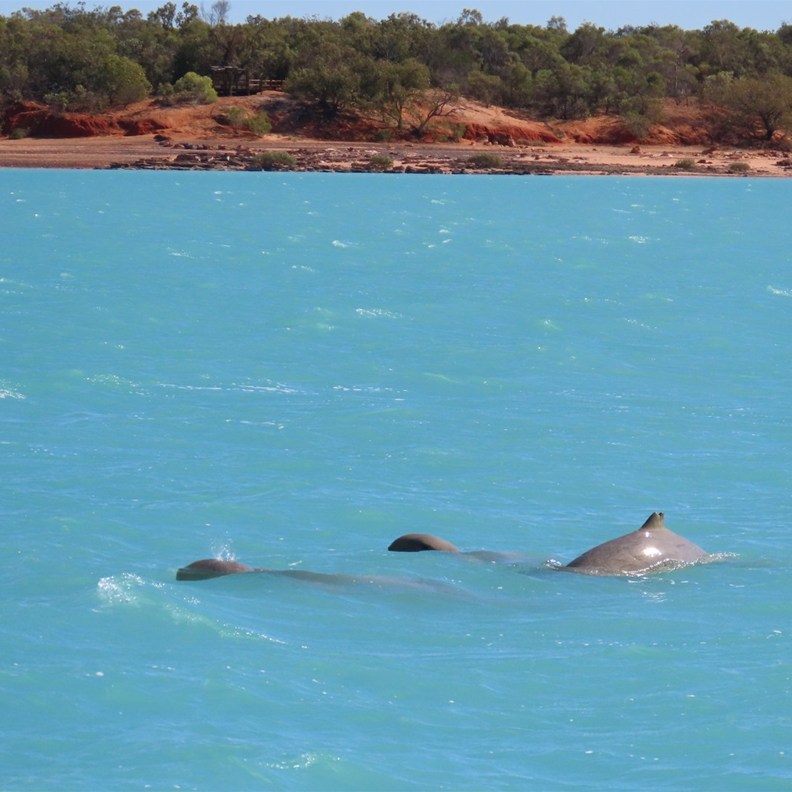 Snubnose Dolphins 5