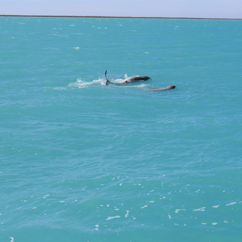 Snubnose Dolphins 6