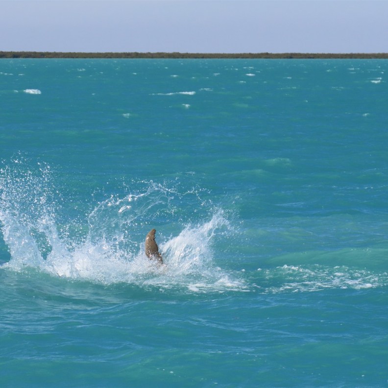 Snubnose Dolphins 7