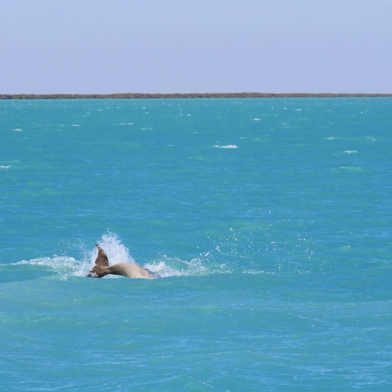Snubnose Dolphins 8