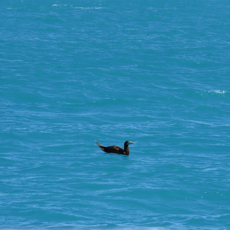 Brown Booby