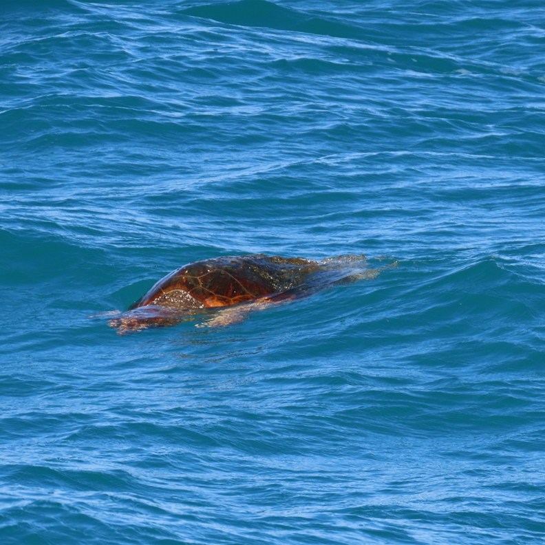 Green Sea Turtle