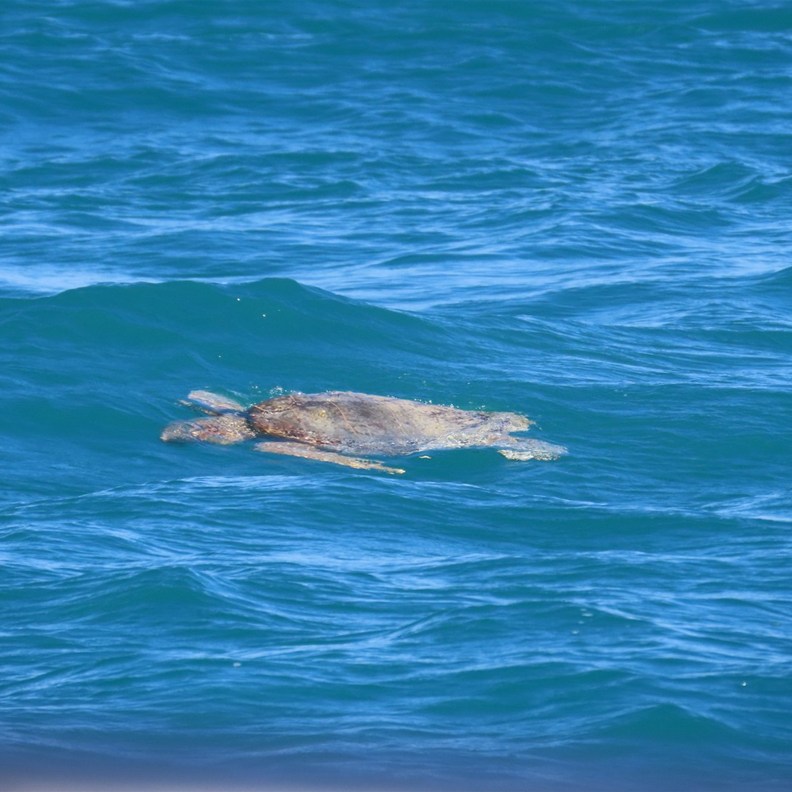 Flatback Sea Turtle