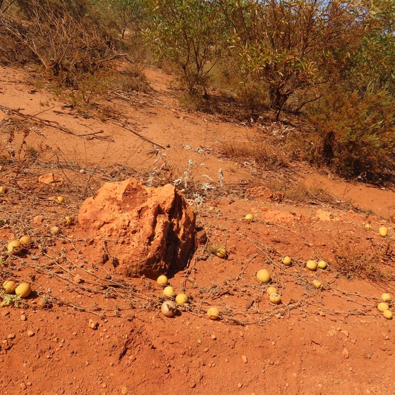 Paddy Melons on the side of the road