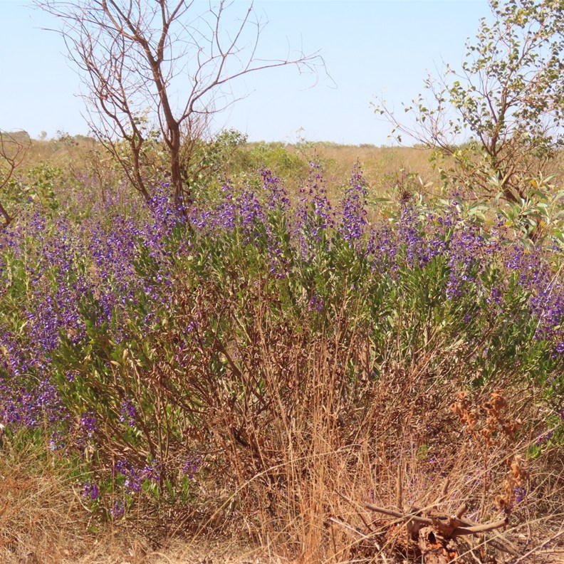 Northern Tinsel Flower