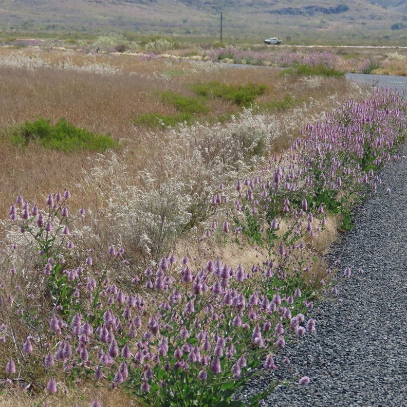 Wildflowers on the way to Point Samson