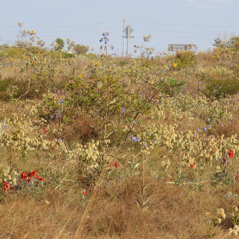 Today we have started seeing the wildflowers