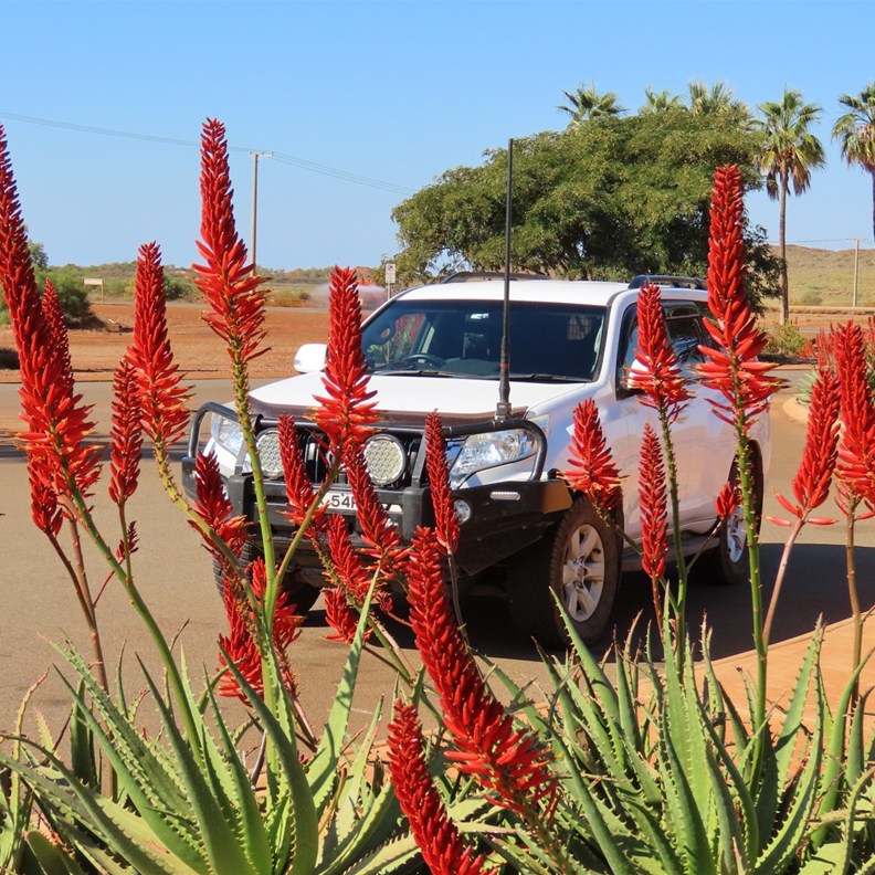 Amazing Aloe Flowers in front of the car