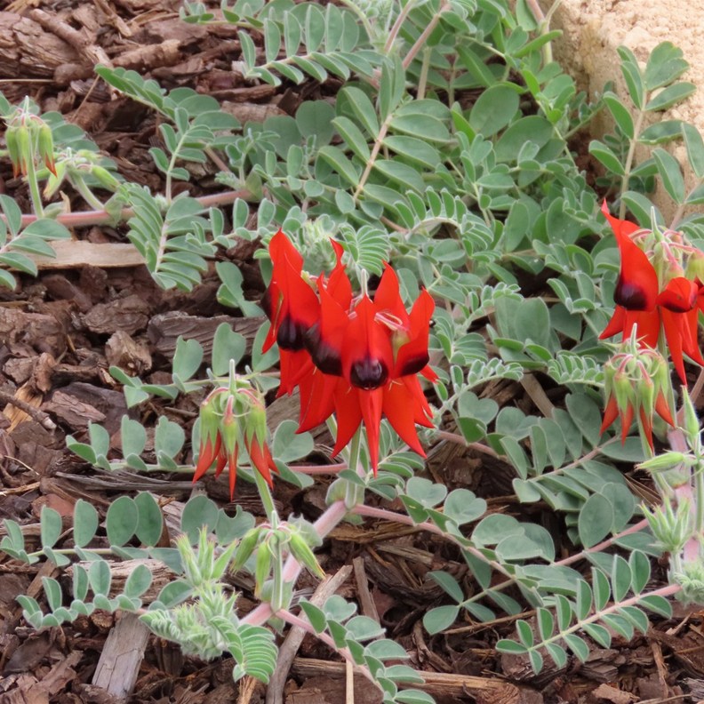 Sturt's Desert Pea