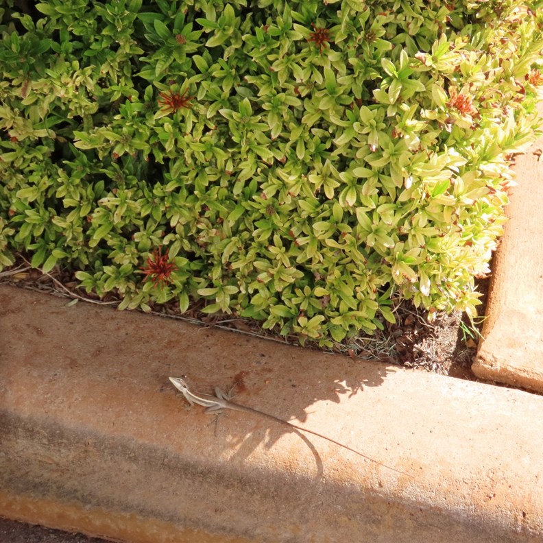 Long tail!