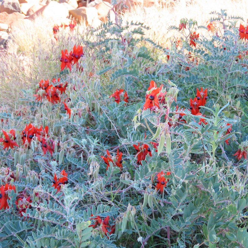 Sturt's Desert Pea