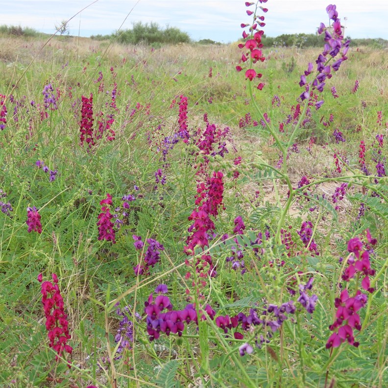 Single-leaved Indigo, a native Australian legume in the pea family